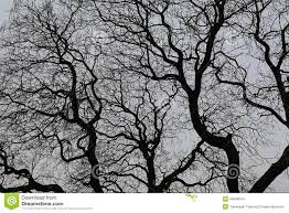 naked branches